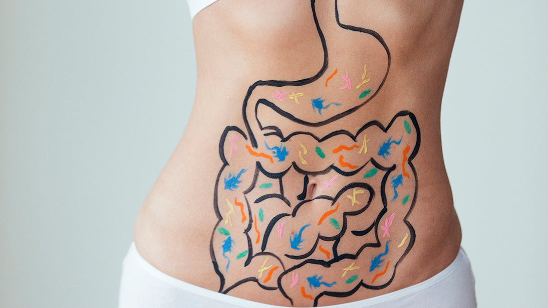 Flore intestinale : le secret d’une santé optimale