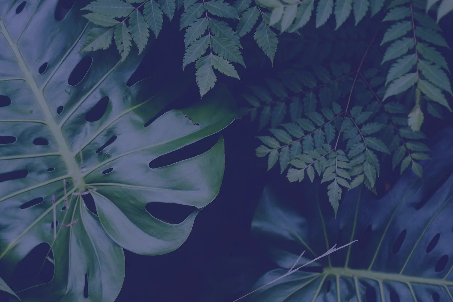 Background-plants-Blue-01.webp__PID:8f21e5c7-674e-4f70-9f93-1ca533db373e