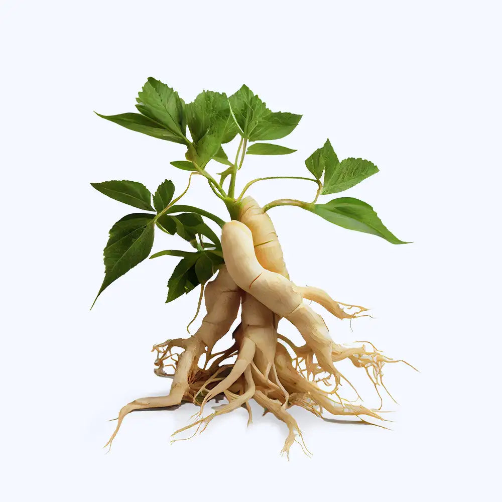 racine de ginseng  sur fond blanc