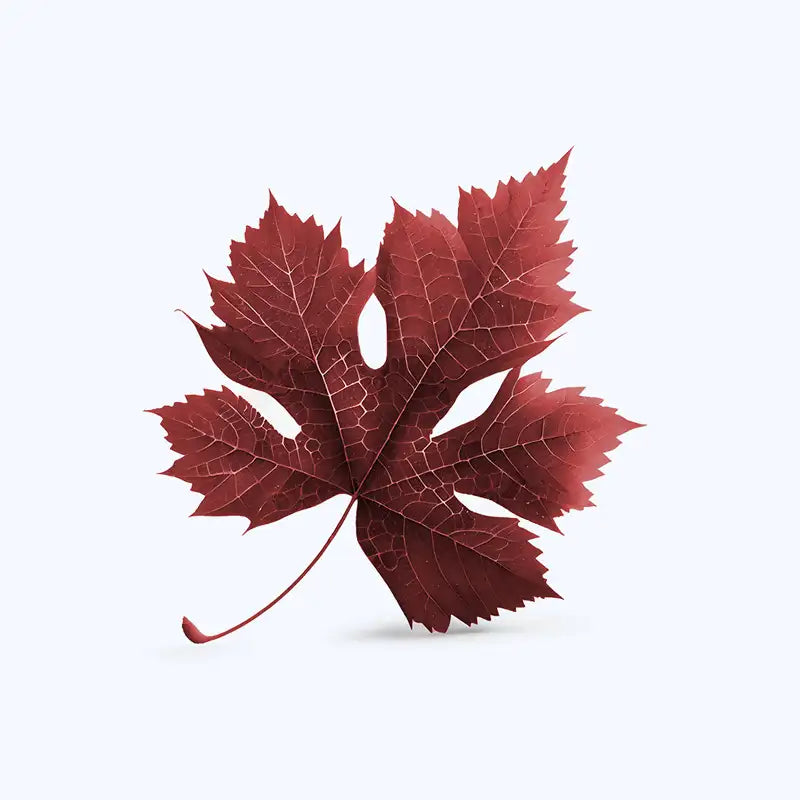 feuille de vigne rouge